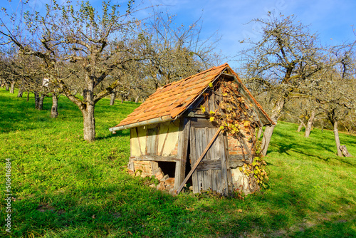 Orchard Meadow With Cabin In Autumn