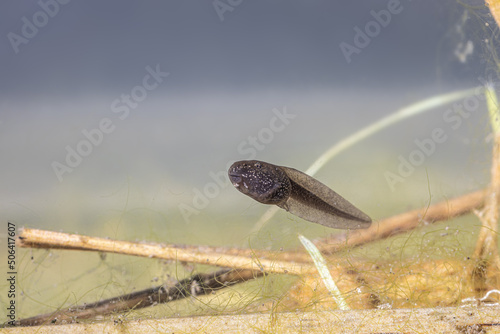 A young tadpole of the grass frog swims through the light shallow water in the pond, Rana temporaria