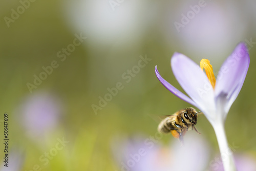 Honey bee flies to a crocus flower, apis mellifera