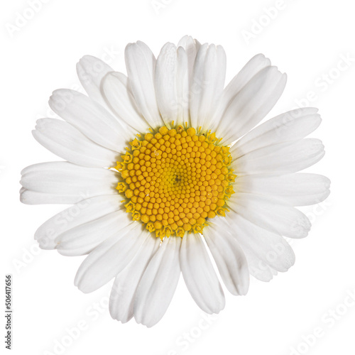 White in white, a close up of a daisy flower isolated on white background, Leucanthemum © Daniela