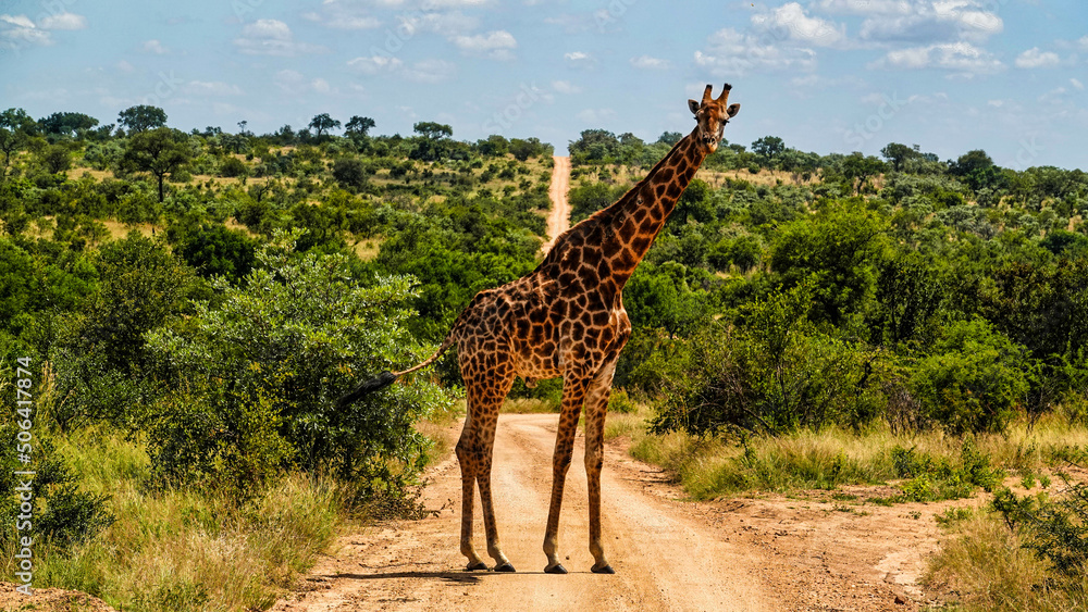 Obraz premium Giraffe watching for you