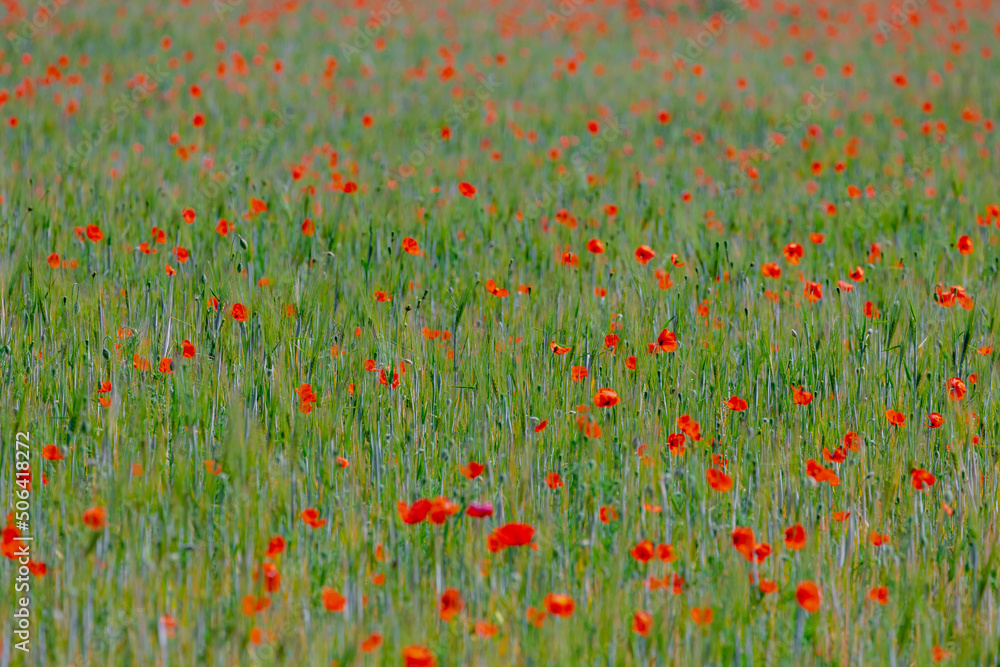 Selective focus of wild red poppies flowers in the young green wheat in the field, Poppy is a flowering plant in the subfamily Papaveraceae of the family Papaveraceae, Nature floral background.