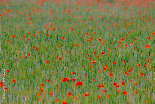 Selective focus of wild red poppies flowers in the young green wheat in the field, Poppy is a flowering plant in the subfamily Papaveraceae of the family Papaveraceae, Nature floral background.