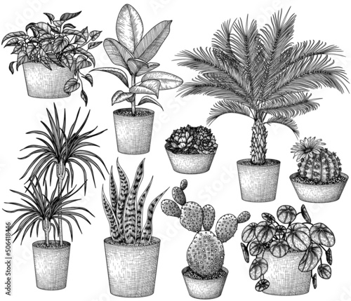 Vector set of 9 different houseplants in engraving style. Graphic linear dracaena, lobivia cactus, sansevieria, ficus, scindapsus, prickly pear cactus, succulents, pilea, indoor palm