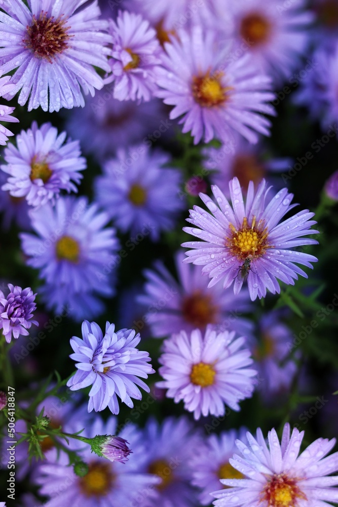 purple flowers in the garden purple flowers in the garden