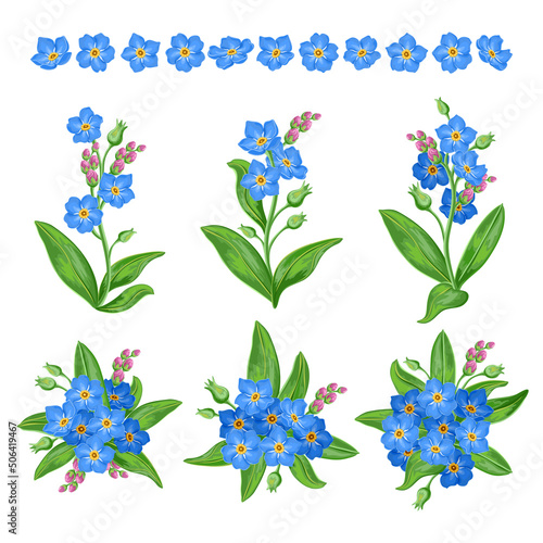set of blue forget-me-not flowers. isolated vector illustration