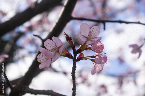 Sakura - kwitnąca wiśnia japońska