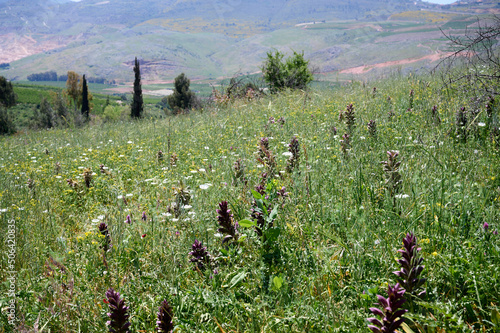 Landscapes and plants in the area of the Ayuna water stream. River Nahal Ayun. Reserve and national park. Upper Galilee, Israel photo