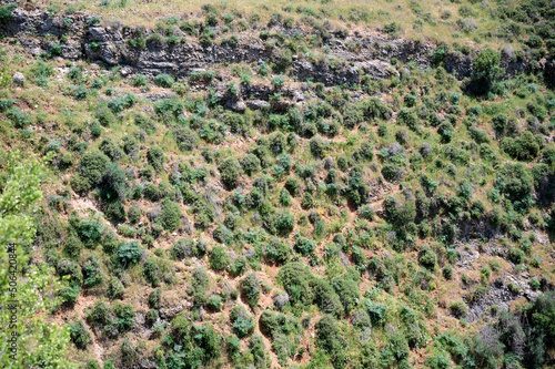 Landscapes and plants in the area of the Ayuna water stream. River Nahal Ayun. Reserve and national park. Upper Galilee, Israel photo