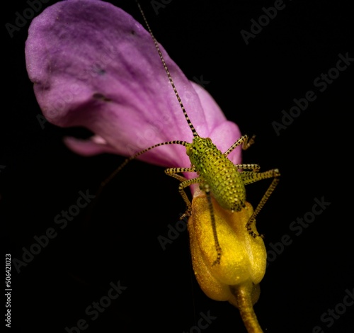 The speckled bush-cricket (Leptophyes punctatissima) is a flightless species of bush-cricket belonging to the family Tettigoniidae. it is common across much of Europe.
 photo