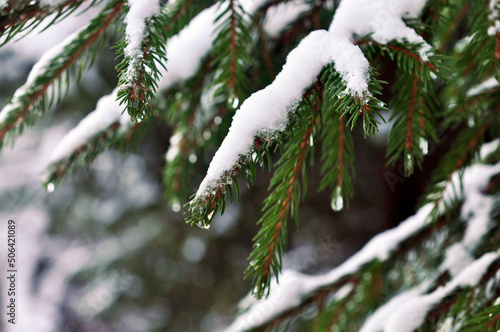 Pine branches covered with snow