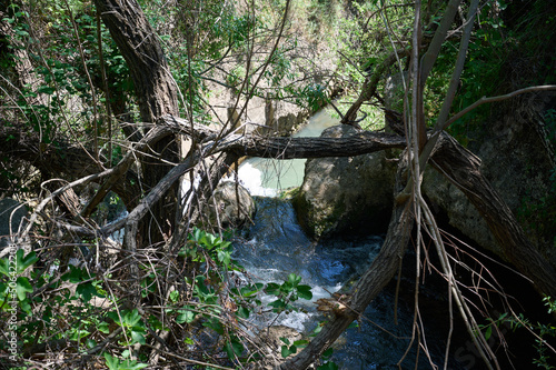 Windbreak and deadwood Ayuna water stream. River Nahal Ayun. Reserve and national park. Upper Galilee, Israel