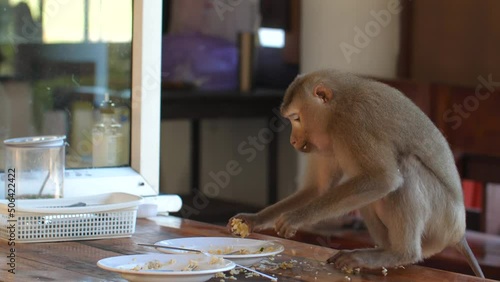 Hungry wild monkey stealing rice and piece of human food in street cafe in Thailand. Flock of thieves apes eating food left on table in cafe