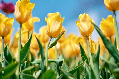 Yellow tulips close up