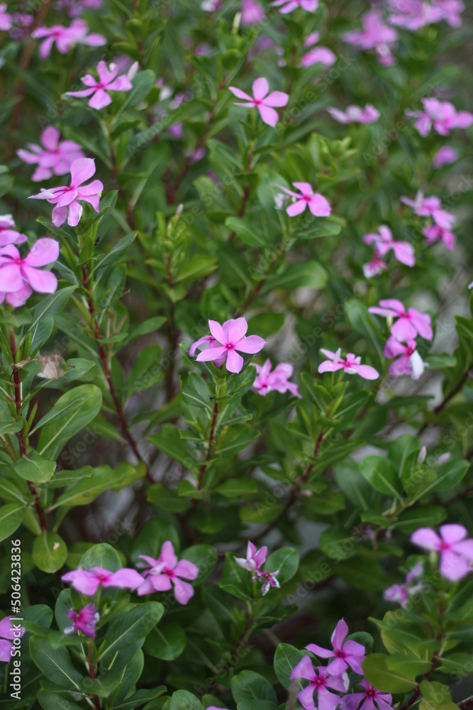 A bunch of rosy periwinkle flowers blooming, rosy periwinkle flower garden