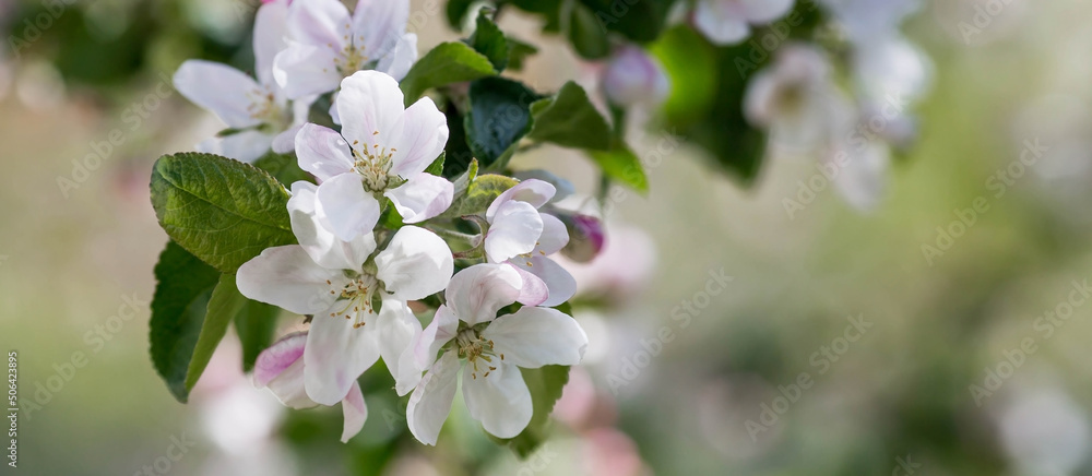 Obraz premium Flowers of the apple tree. Spring, nature wallpaper. Apple blossom in the garden. Blooming white flowers on the branches of a tree. Macro shot.