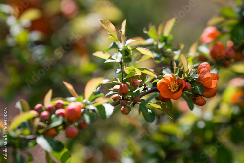 Close-up of orange buds and flowers of Japanese quince. Orange Japanese quince blooms in spring. Large buds of orange Japanese quince on the branches. Copy the place for the text.