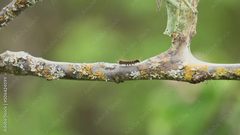 Tiny caterpillar crawling on an apple tree branch. Close up, shallow depth of field Tiny caterpillar crawling on an apple tree branch. Close up, shallow depth of field