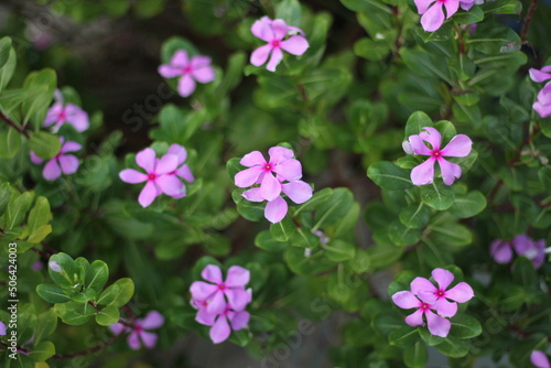 Fototapeta Naklejka Na Ścianę i Meble -  A bunch of rosy periwinkle flowers blooming, rosy periwinkle flower garden