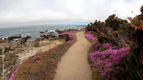 Monterey Bay California. Magic purple carpet in Pacific Grove. photo