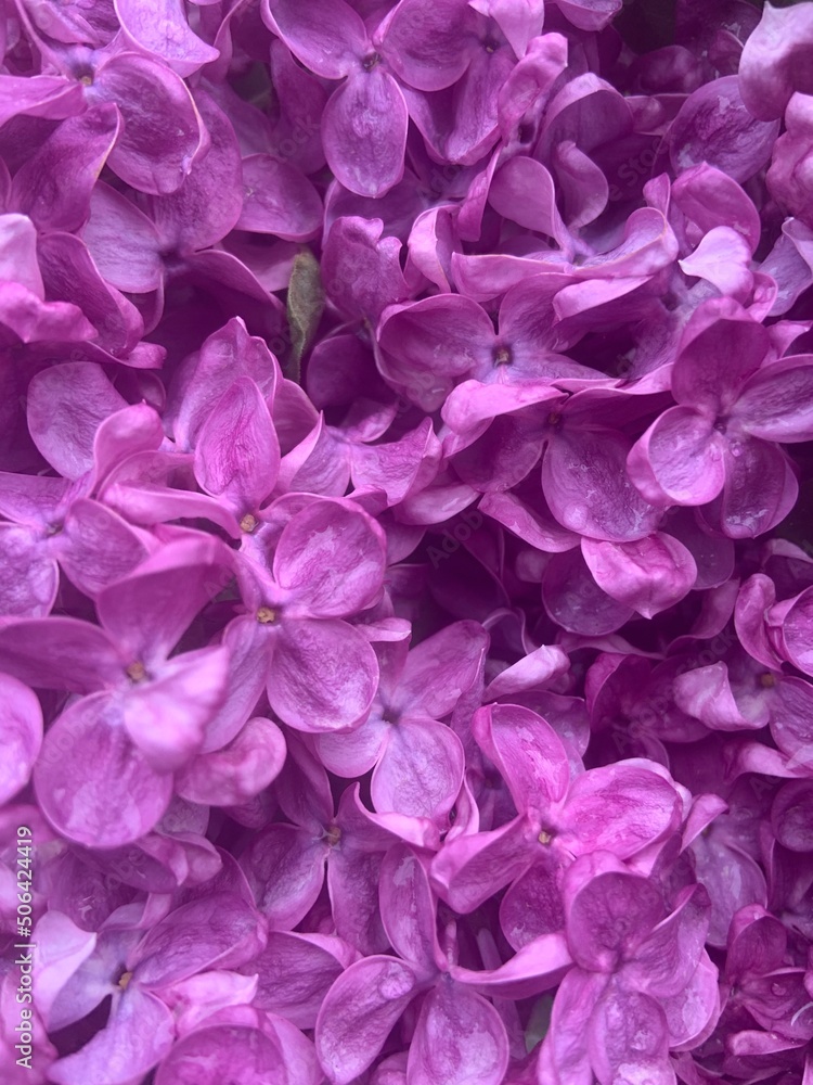 lilac bloom background, close up of pink hydrangea