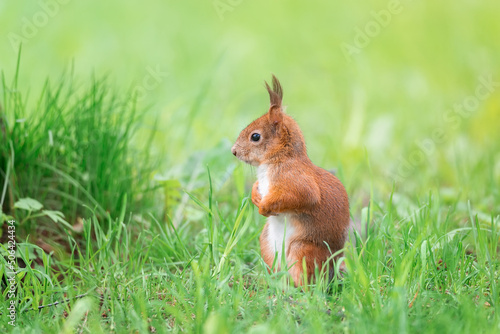 Red squirrel sits in the grass.. © alexbush