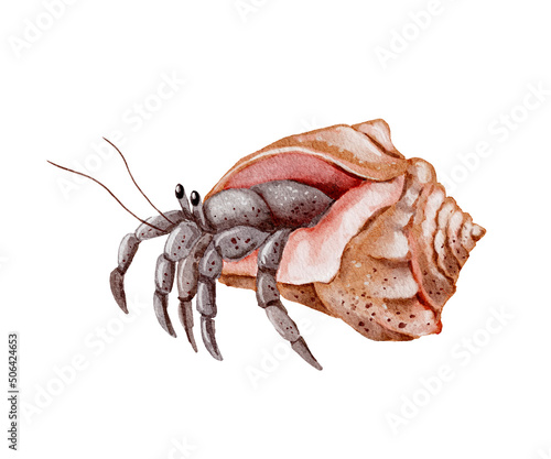 Photo Watercolor hermit crab illustration