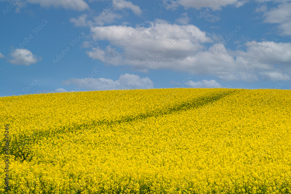 A path through blooming canola fields under a blue sky with clouds. A path through blooming canola fields under a blue sky with clouds.
