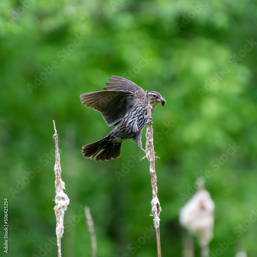 Female Red-winged Blackbird launching from a cattail with insect in beak