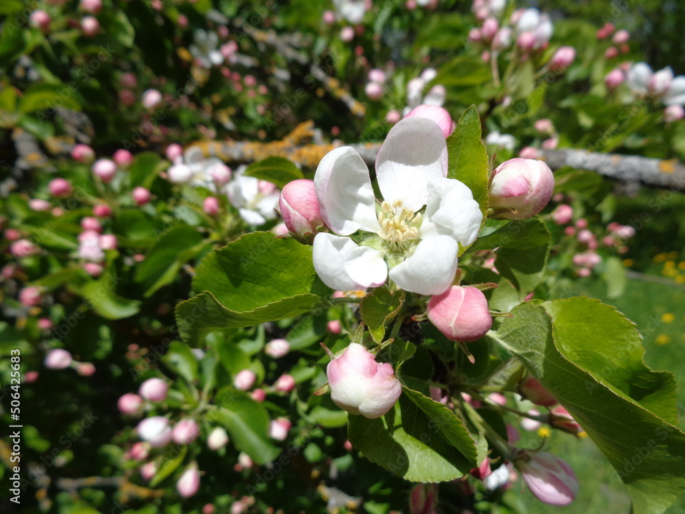 blooming apple tree blooming apple tree