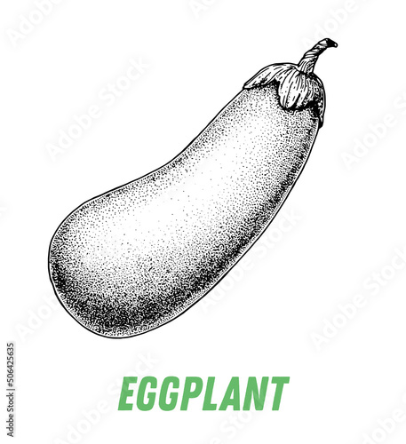 Egg plant sketch. Hand drawn vector illustration. Engraved image. Egg plant vegetable hand drawn sketch.