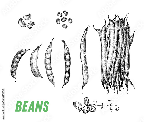 Beans sketch. Hand drawn vector illustration. Engraved image. Green pea vegetable hand drawn sketch.
