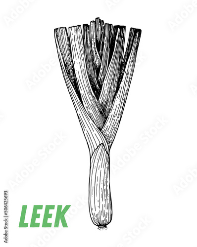 Leek sketch. Hand drawn vector illustration. Engraved image. Leek vegetable hand drawn sketch.