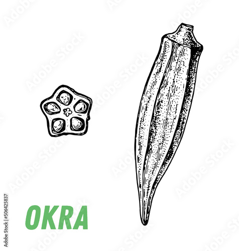 Okra sketch. Hand drawn vector illustration. Engraved image. Okra vegetable hand drawn sketch.