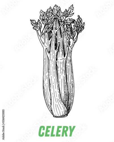 Celery sketch. Hand drawn vector illustration. Engraved image. Celery vegetable hand drawn sketch.