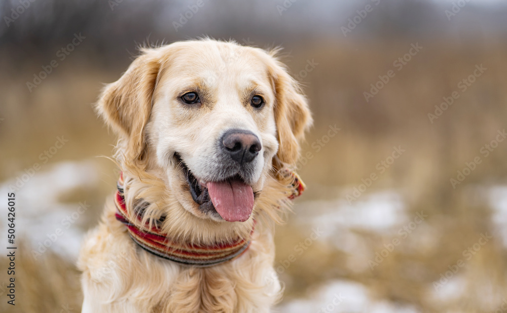 Portrait of golden retriever dog with colorful scarf in the winter field. Blurred background