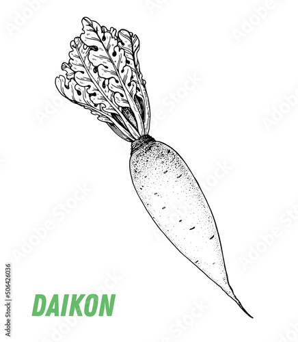 Daikon sketch. Hand drawn vector illustration. Engraved image. Daikon vegetable hand drawn sketch.