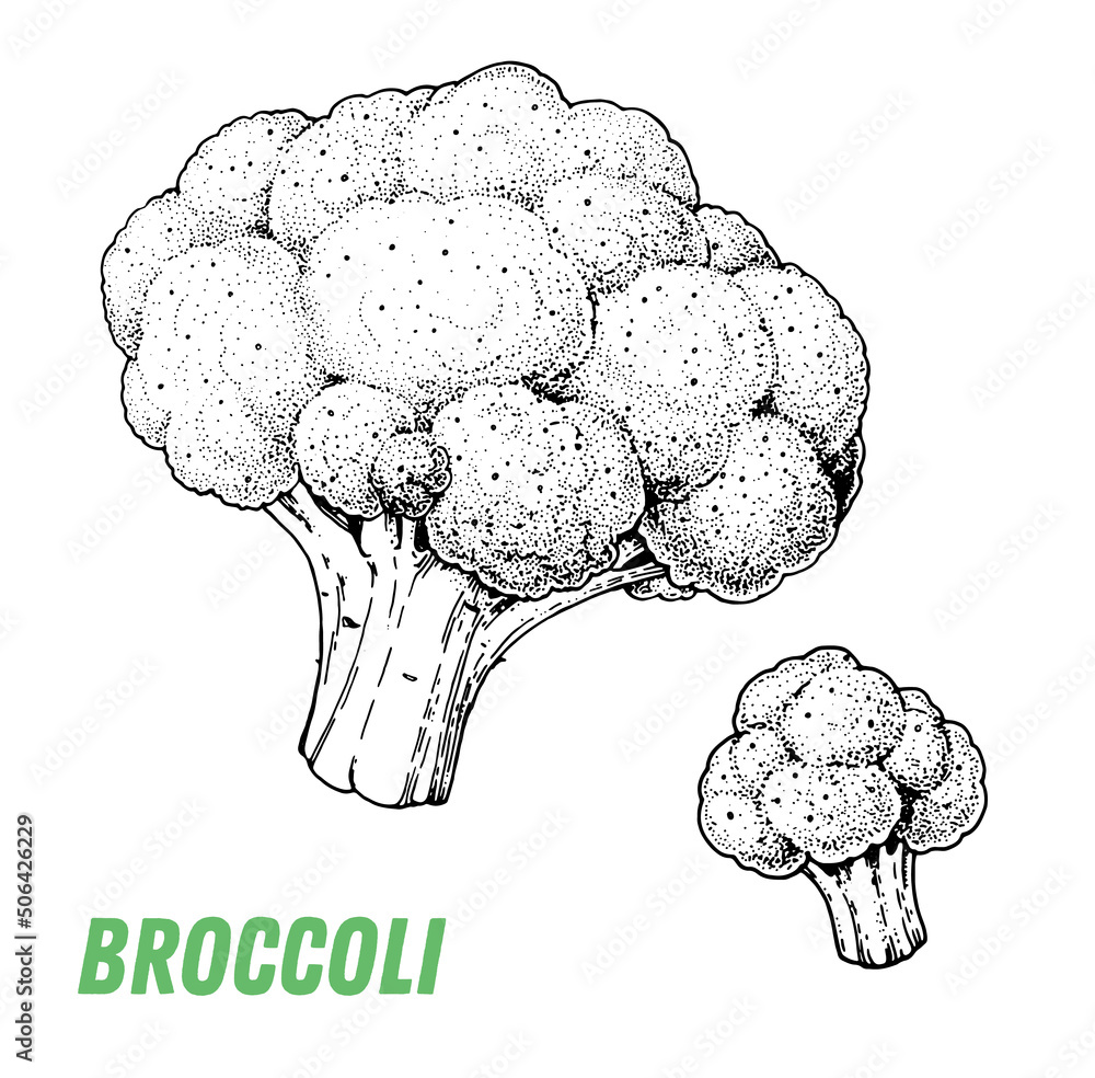 Broccoli Sketch Hand Drawn Vector Illustration Engraved Image Broccoli Vegetable Hand Drawn Sketch Stock ベクター Adobe Stock