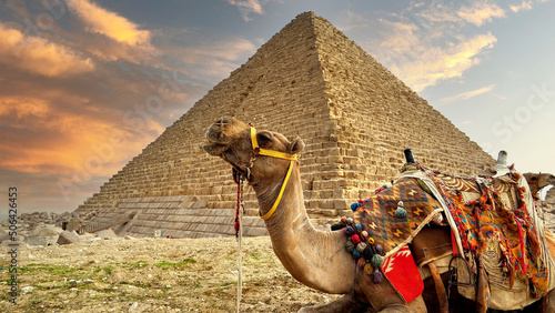 Stampa su tela Close-up view of a camel on the background of the pyramid, Egypt