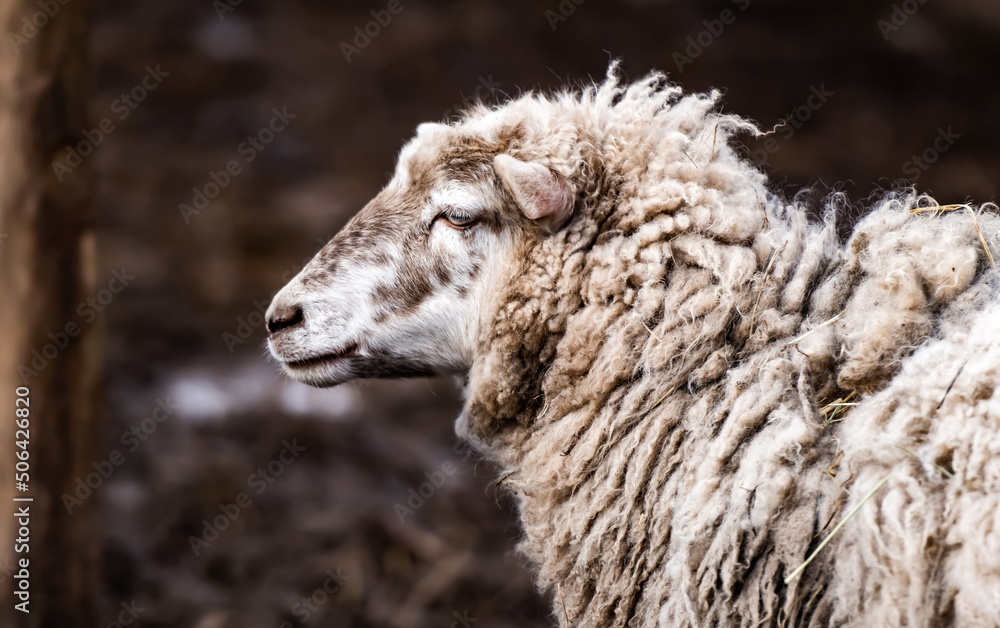 Cute merino sheep with dirty wool standing on the nature and looking back during gazing walk Cute merino sheep with dirty wool standing on the nature and looking back during gazing walk