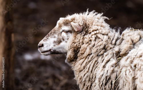 Cute merino sheep with dirty wool standing on the nature and looking back during gazing walk