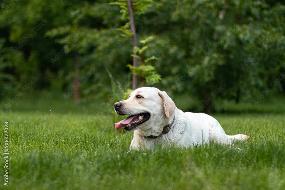 Cute dog  Labrador Retriever lying resting on the grass in summer park