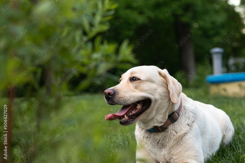 Cute dog Labrador Retriever lying resting on the grass in summer park Cute dog Labrador Retriever lying resting on the grass in summer park