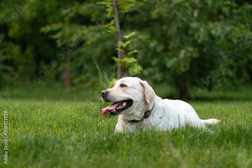 Cute dog Labrador Retriever lying resting on the grass in summer park