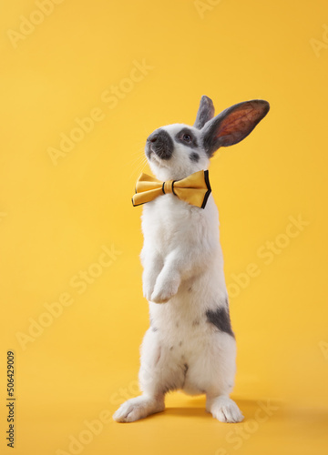 Cute rabbit in a bow on a bright yellow background in a bow. funny animal