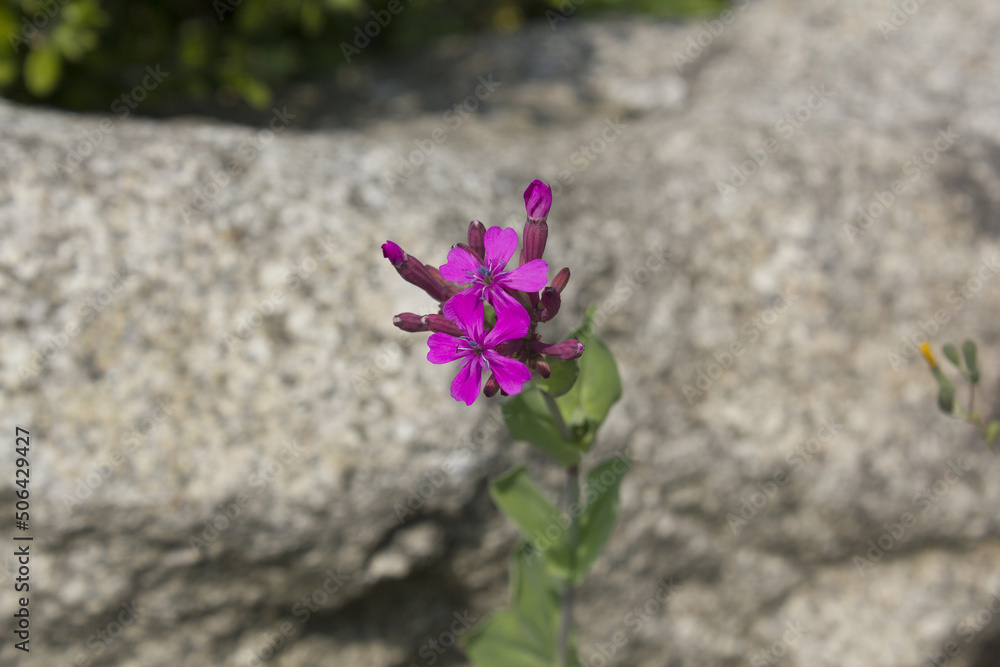 purple catchfly flower in nature background. purple catchfly flower in nature background.