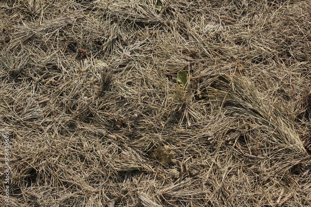 Close-up of a pile of finely cut pine needles.
Close-up of a pile of finely cut pine needles.