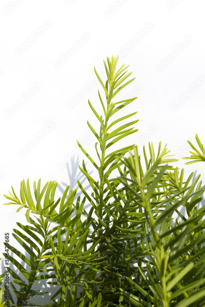 Naklejka premium Taxus baccata close up. Green branches of yew tree isolated white background. (Taxus baccata, English yew, European yew).