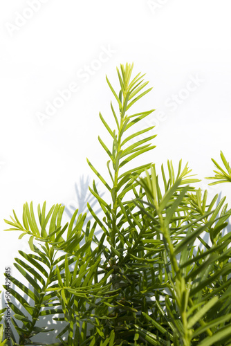 Taxus baccata close up. Green branches of yew tree isolated white background. (Taxus baccata, English yew, European yew).