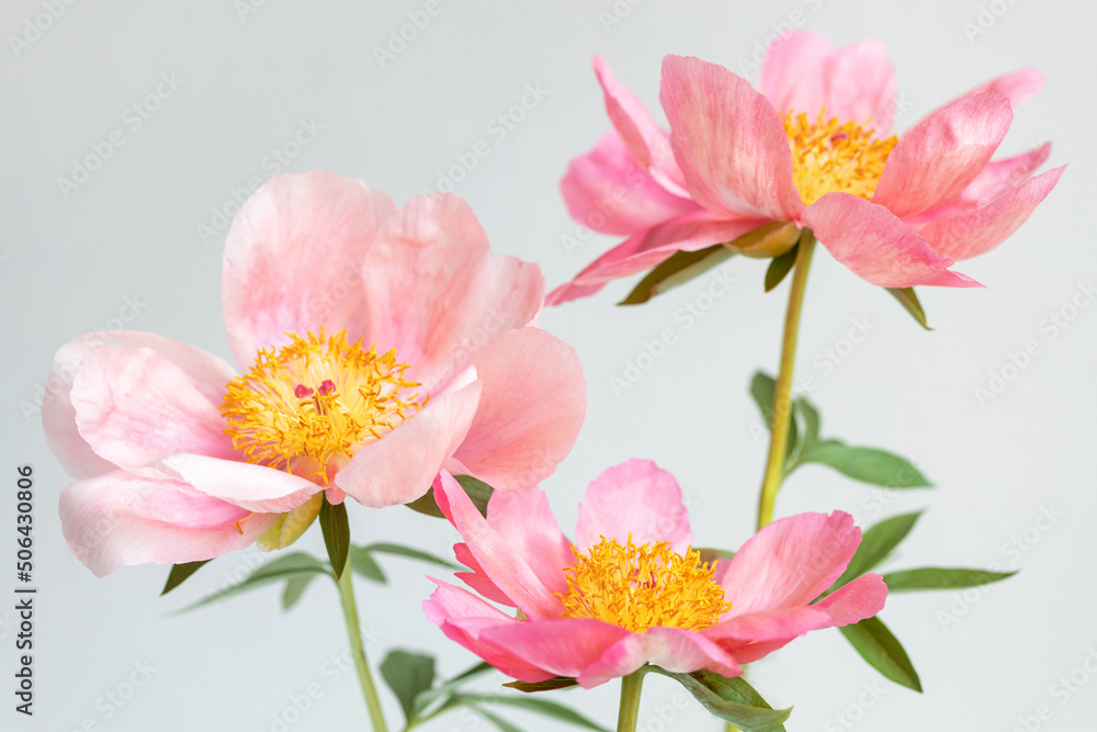 Three pink peony flowers on white background.